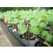 Organic Broccoli Seeds for Sprouting 1lb - Non-GMO Verified, Vegan & Kosher. High in Sulforaphane, Vitamin C & A. Perfect for Sprouts & Microgreens. High Germination - Buy Online on GoSupps.com