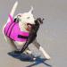 Cit toile Adjustable Life Jacket for Small Dogs - Breathable Comfortable & Buoyant for Sea/Lake/River - Red M Rosa-1 m - Buy Online on GoSupps.com