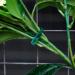 WILLBOND Adjustable Garden Plant Ties - 200 Pieces - Cable Tie - Buy Online on GoSupps.com