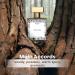 Arabian Aroma Perfume Tam Dao Perfume For Men Long Lasting Fragrance With Woody Amberwood Lime Aromatic & Sandalwood Notes Liquid Extrait De Perfume 50ml - Buy Online on GoSupps.com
