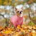 Cozy Dog Sweater for Small Breeds - Turtleneck Winter Knitted Sweater for Chihuahua Bulldog Dachshund & Yorkie - Pink Pet Mantle - Buy Online on GoSupps.com