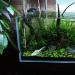 Bnzaq Aquarium Heater - Adjustable Submersible Thermostat Heater (25W-300W) - Buy Online on GoSupps.com
