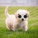 Shop Panda Style UV Glasses for Small Dogs | Eye Protection & Comfort | Windproof & Anti-Fitting Cat Glasses - Buy Online on GoSupps.com