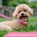 AKlamater 2 Pack Dog Collar and Lead Set Puppy Collar and Lead Set Quick Release Buckle Adjustable Paw Print Puppy Collar Soft Nylon Pet Collar for Puppy Small Medium Dogs - Buy Online on GoSupps.com