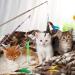 Bojafa Cat Toys for Indoor Cats Adult: Interactive Kitten Feather Wand Toys 15 Pcs Cat Teaser Toys - Buy Online on GoSupps.com
