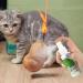 Cat Catnip Spray - Natural 50ml Catnip Spray - Cat Accessories for Indoor Cats Cat Catnip for Indoor/Outdoor Use for Training Redirecting Behaviors Frifer - Buy Online on GoSupps.com