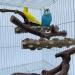 Natural Wood Bird Ropes Set - 5 Piece T-Shape Seating for Nymphic Canaries & Cage Accessories - Buy Online on GoSupps.com