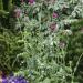 Outsidepride Milk Thistle: Mediterranean Ornamental Herb Plant - 200 Seeds - Buy Online on GoSupps.com
