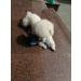Vitscan Dog Toys for Aggressive Chewers Indestructible Large Breed and Squeaky Goose for Large Small Medium Dogs Blue - Buy Online on GoSupps.com