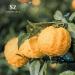 Yuzu Essential Oil 100% Pure & Natural - Undiluted Relaxation Solution | Fresh Citrusy Aroma | 5ml - International Shipping Available - Buy Online on GoSupps.com