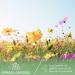 PHATOIL Rose Essential Oil 30ML - Premium Grade Pure Oil for Aromatherapy, Diffusers, and Candle Making - Buy Online on GoSupps.com