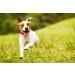 Seraquin Veterinary Joint Supplement with Turmeric - 60 Chewable Tablets for Dogs - Buy Online on GoSupps.com