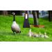 ZJWP Chicken & Duck Diapers: Adjustable Costumes for Holiday & Birthday Parties - Washable & Reusable - Buy Online on GoSupps.com