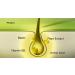 Priorin Hair Growth Capsules - 60 Count for Stronger  Thicker Hair - Buy Online on GoSupps.com