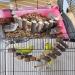 Wooden Bird Hanging Ladder & Rope Swing Bridge - Pet Training Toy for Parrots, Lovebirds, Parakeets, African Greys - Natural Wood & Rope Construction - Buy Online on GoSupps.com