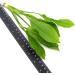 Echinodorus Bleheri Large Live Aquarium Plant Amazon Sword - Buy Online on GoSupps.com