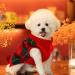 Katzinst Dog Sweater for Small Dogs | Christmas Fleece Sweater for French Bulldog Dachshund Chihuahua Yorkshire | Stylish Red & Green XS - Buy Online on GoSupps.com