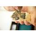 PawFriction - Enhance Your Dog's Quality of Life with Paw Pad Traction - Buy Online on GoSupps.com