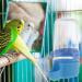 Raxove Bird Automatic Water Dispenser Bird Water Drinking Water Bottle Safe Hanging Bird Supplies Hanging in Birds Cage Drinker Container for Parrots Budgie Cockatiel Blue - Buy Online on GoSupps.com