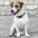 Heele Bohemian Cyan Dog Collar for Small & Medium Dogs - Adjustable Comfortable & Durable | Perfect for Puppies (34-53cm) - Buy Online on GoSupps.com