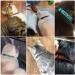 Brillianne Custom Breakaway Cat Neck Band - Personalized with Bell & Embroidered ID Name - Safe & Stylish for Your Kitten - Buy Online on GoSupps.com