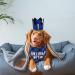 Dog Birthday Party Accessories - Reusable Bandana & Blue Crown for Small to Medium Dogs & Cats - Perfect Pet Outfits & Party Decorations - Buy Online on GoSupps.com