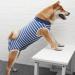 Luxury Dog Coat for Post-Operation Comfort | XL Blue Cuddly Vest for Dogs & Cats Ideal for Belly Wounds - Buy Online on GoSupps.com