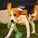 Dog Rope Toys for Medium Dogs - 7 Pack Durable Rope Chewy Toys for Dog Teething Cleaning Dog Training Prevents Boredom and Relieves Stress - Buy Online on GoSupps.com
