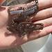 20 Pcs 32mm Brown Metal Snap Clips for Hair Extensions and Wefts - Buy Online on GoSupps.com