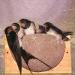 Vivara Artificial Nesting Box for Barn Swallows - Wood Concrete & Wood | International Shipping - Buy Online on GoSupps.com