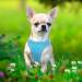 Heele Dog Harness for Small & Medium Dogs | Adjustable Reflective Soft Mesh Breastplate | Breathable Sky Blue Puppy Harness - Buy Online on GoSupps.com