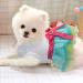 Hylyun Small Dog Dress 2 Packs - Cute Tutu Princess Dress for Girl Small Dogs in Summer - M (Chest 13.4) - Heart & Lip Printed Puppy Dresses - Buy Online on GoSupps.com