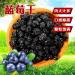 Sour and sweet dried blueberries 100g preserved snacks Chinese snacks dried fruits pure vegetarian dehydrated fruits without sugar can be consumed by children and adults (100g) - Buy Online on GoSupps.com