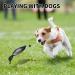 MR.HOKWY Dog Training Duck Dummy- EVA Material Trainer with Throwing Toggle Dog Retrieval Training Toys Bird Dummy Mallard Mimics Duck Bumper Toy for Puppies or Adult Hunting Dogs - Buy Online on GoSupps.com