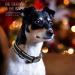 Heele Dog Collar - Soft Padded Neoprene Nylon for Small & Medium Dogs Adjustable & Reflective for Training - Black (26-38cm) - Buy Online on GoSupps.com