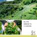 Taiwan unique tea Chin-Shin-Oolong Songhe Oolong Tea Hand-picked ice and snow Cingjing albizia high cold tea leaves 150g*4 - Buy Online on GoSupps.com
