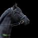 Sprenger NOVOcontact Olive Head Bit 14mm - SENSOGAN Sensogan-ES 12.5 for Superior Equestrian Performance | International Shipping Available - Buy Online on GoSupps.com