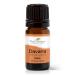 Plant Therapy Davana Essential Oil 5 mL (1/6 oz) 100% Pure Undiluted Therapeutic Grade Davana 5 mL (1/6 Ounce)