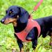 Joyal Reflective Soft Padded Dog Harness | Air-Mesh Breast Dishes for Small & Medium Dogs | Pink M (42-47cm) - International Shipping - Buy Online on GoSupps.com