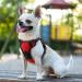 Rabbitgoo No Pull Dog Harness for Small Dogs - Adjustable Breathable Safe & Comfortable - Control & Guide - Red XS (1 Pack) - Buy Online on GoSupps.com