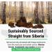 Sayan Siberian Chaga Mushroom Extract Capsules - 90 Wild Harvested 420mg Vegan Supplement for Immune Defense, Better Sleep, Stomach Health & Detox - Buy Online on GoSupps.com