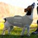 Dog Fear Vest | Anti-Fear Dog Jacket | Stress Relief Shirt for Fireworks Thunder & Travel - Breathable Calming Wrap - Buy Online on GoSupps.com