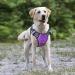 Adjustable No-Pull Heele Dog Harness - Reflective Breathable Padded Handle - Large Dogs (43-86cm) - Purple - Buy Online on GoSupps.com