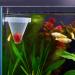 WEAVERBIRD 4PCS Aquarium Nematode Feeder Live Blood Worm Plastic Cone Cup Shape Basket Feeder for Feeding Fish with Suckers - Buy Online on GoSupps.com