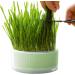 Anulely Cat Grass Plant Container - Earth-Free Sprouter Tray for Indoor Cats & Pets | Stylish Green Home Decor - Buy Online on GoSupps.com