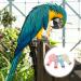 Balacoo 4pcs Parrot Flight Suit Cotton Pilot Parrot Cage XL - Buy Online on GoSupps.com