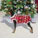 Buy Hipet Recovery Suit for Dogs & Cats - Post-Operation Healing Prevent Licking XS Size for Christmas - Buy Online on GoSupps.com