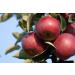 Kauffman Orchards Fresh McIntosh Apples - Hand-Picked New-Crop Wax-Free Heirloom Macintosh Apples (8 Count) - Buy Online on GoSupps.com