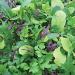 Viridis Hortus - Lettuce Bright & Spicy BabyLeaf Salad Mix 2 000 (4.69g's Approx.) Seeds 2000 (4.69g's) Seeds