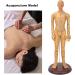 Acupuncture Body Model Professional Acupuncture Model Durable Meridians Acupuncture Model Acupuncture Model Not Easy To Fading for Acupuncture Practice - Buy Online on GoSupps.com